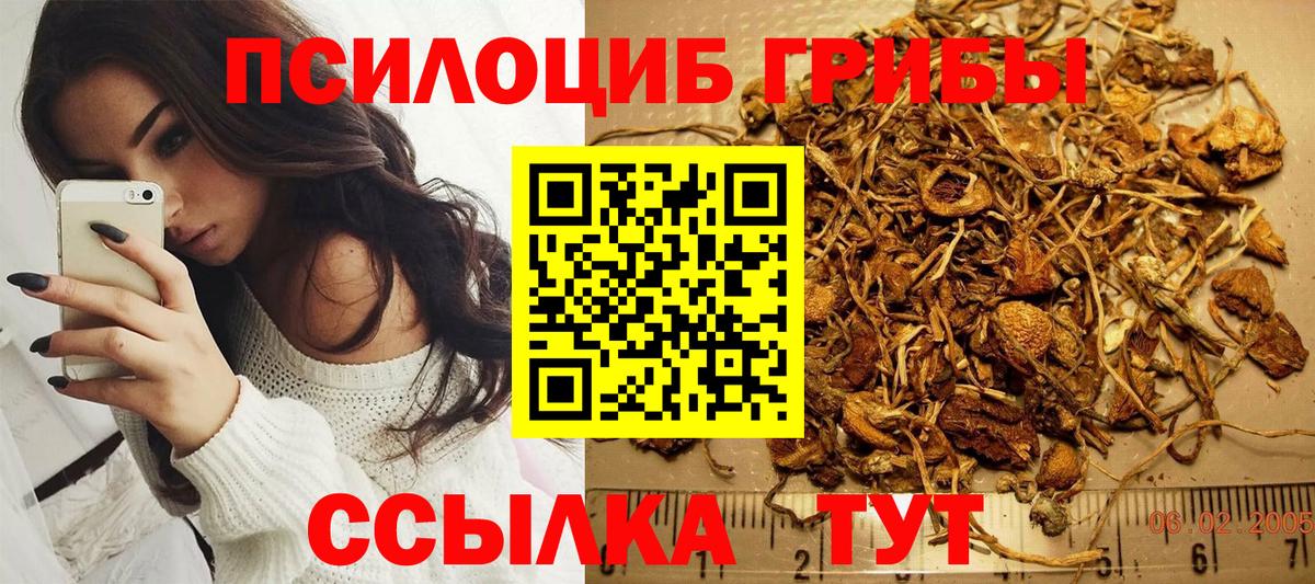 Псилоцибиновые грибы Cubensis Гусев